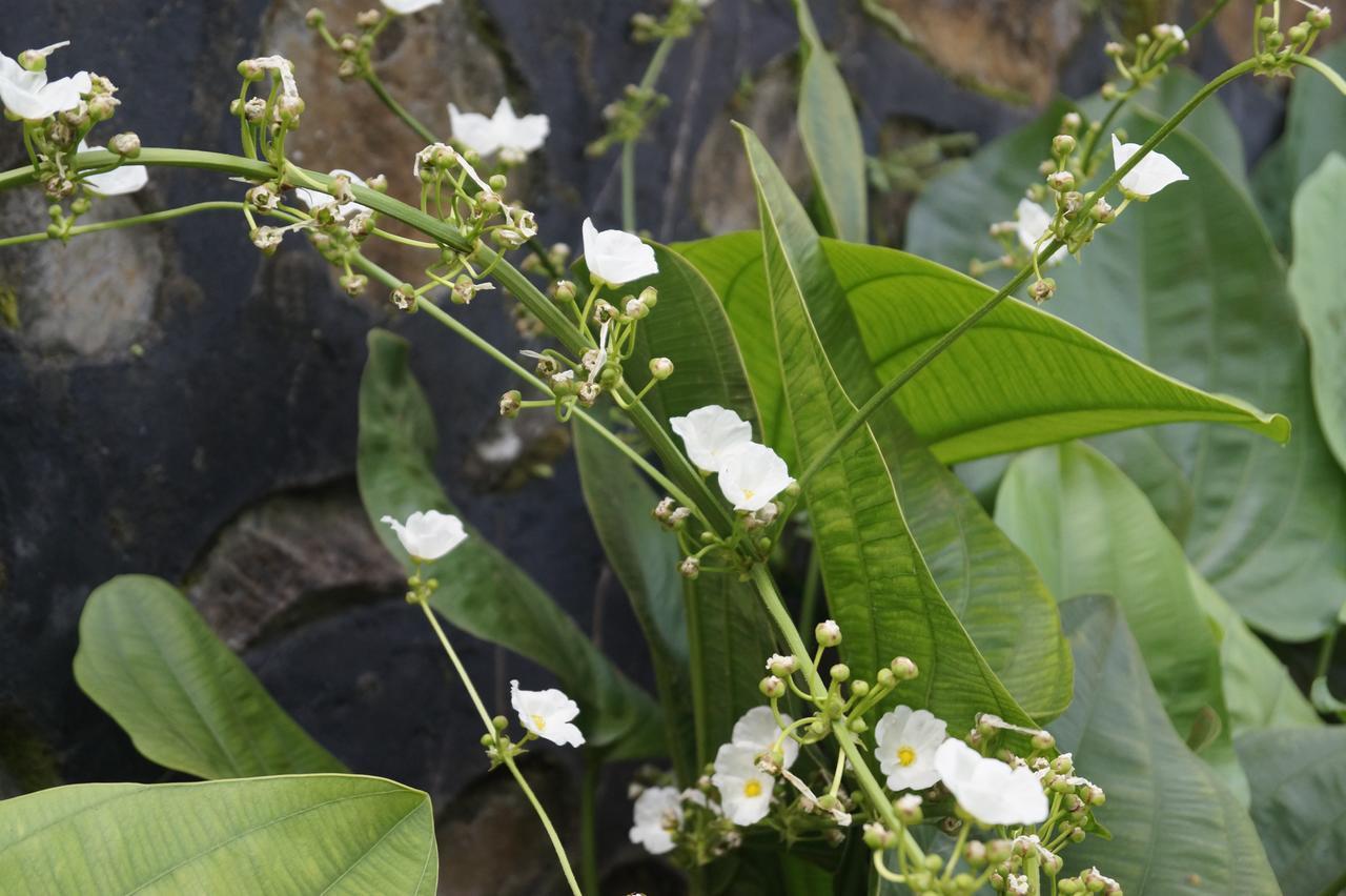 Sasak Lebung Home Senggigi Dış mekan fotoğraf